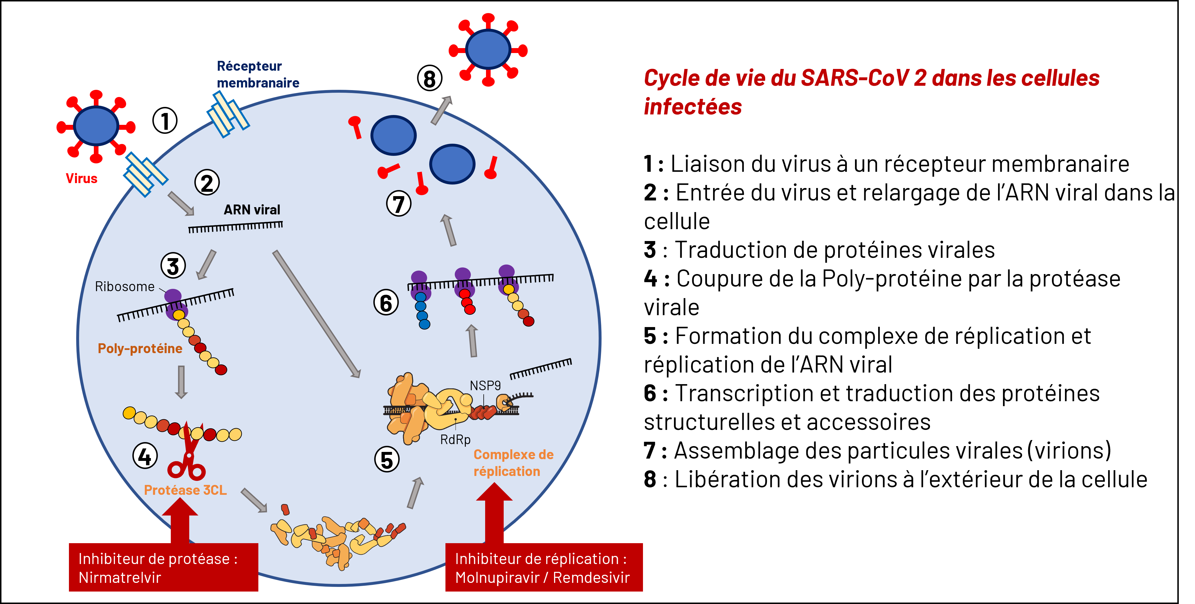 antiviraux3.jpg